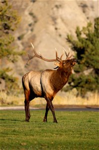 Bull elk bugling during the rut (1) photo