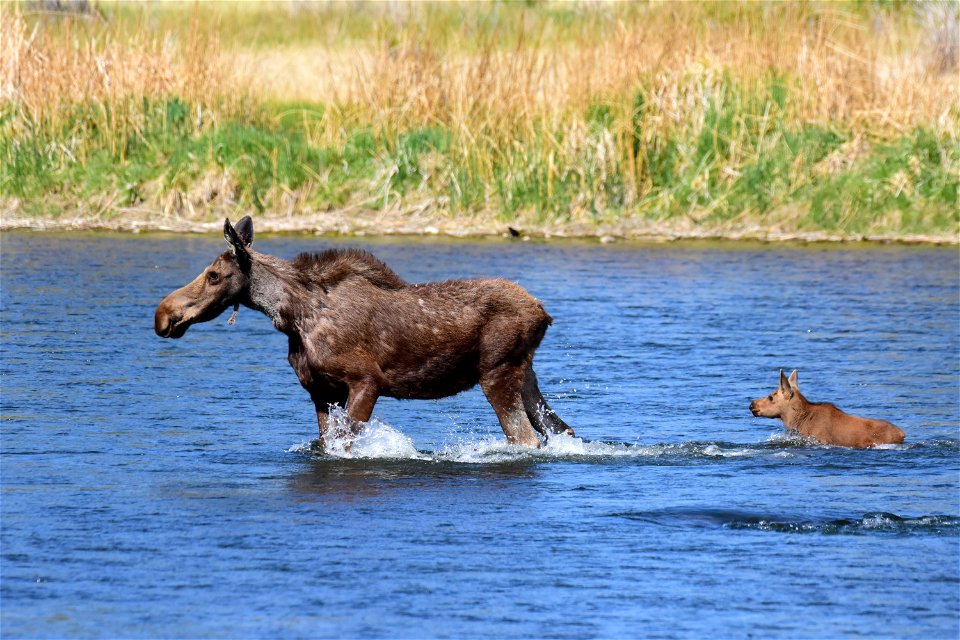 Moose at Seedskadee National Wildlife Refuge