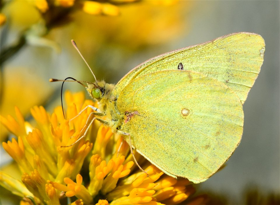 clouded sulphur Colias eurytheme on Seedskadee National Wildlife Refuge