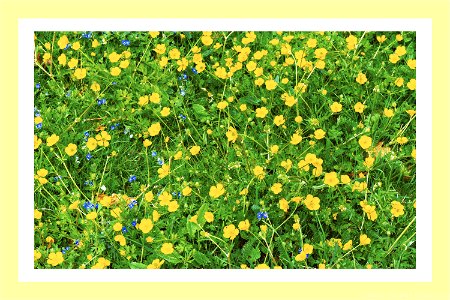 Buttercup Meadows
