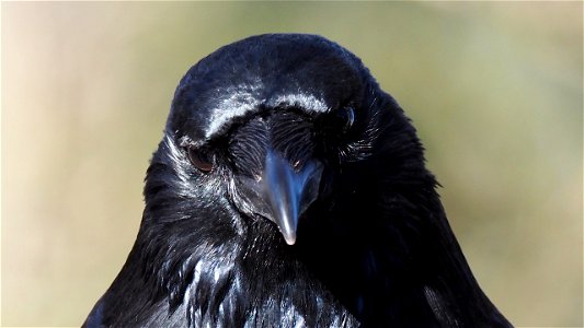 Die Krähe kennt den Mehlwurmlieferdienst inzwischen