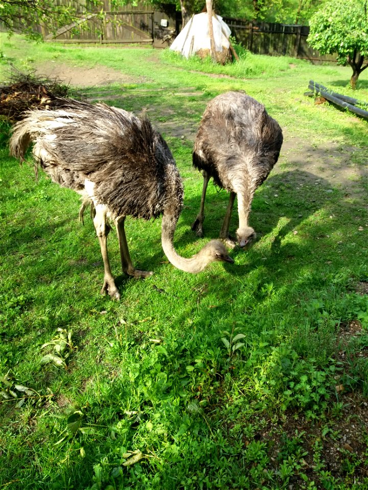 Ostrich