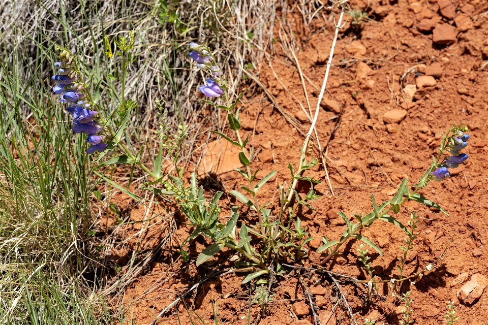 Penstemon glaber