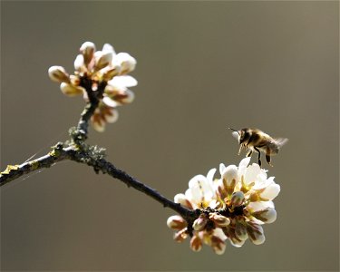 Honigbiene photo