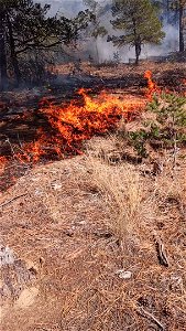 David Canyon Prescribed Fire photo