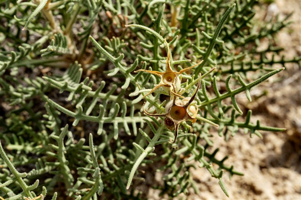 Mentzelia humilis humilis