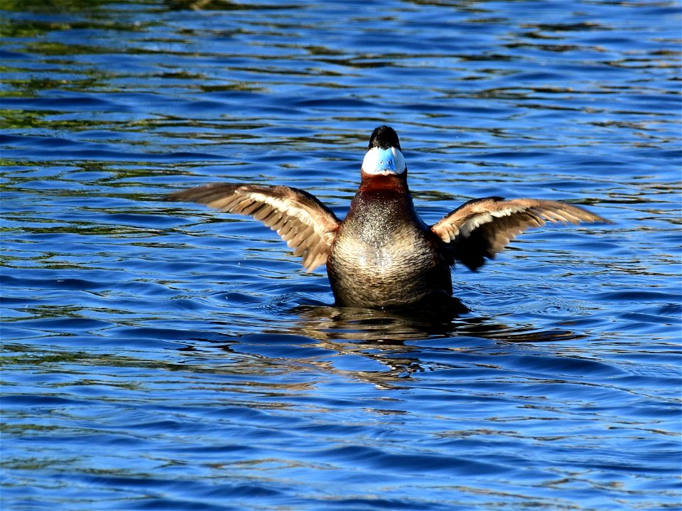 Ruddy duck at Seedskadee National Wildlife Refuge