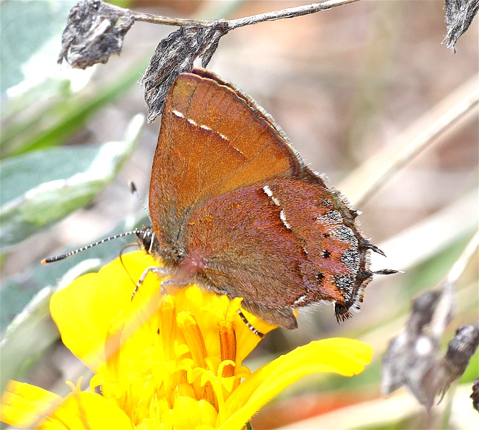 HAIRSTREAK, NELSON'S JUNIPER (Callophrys gryneus nelsonii) (04-24-2022) west of o'brian on lone mt rd at or mt botanical area, josephine co, or-04