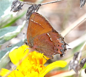 HAIRSTREAK, NELSON'S JUNIPER (Callophrys gryneus nelsonii) (04-24-2022) west of o'brian on lone mt rd at or mt botanical area, josephine co, or-04