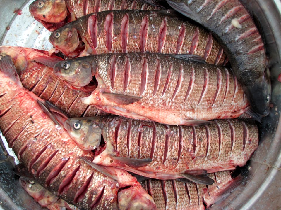 broad whitefish (qausriluk)