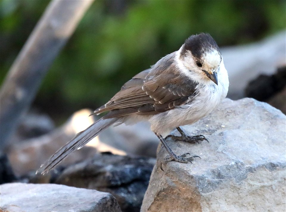 634 - CANADA JAY (07-24-2022) n of crater lake, klamath co, or -09