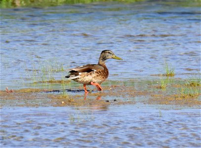 Drake mallard in eclipse plumage at Seedskadee NWR Wyoming photo