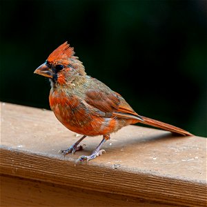 Day 258 - Juvenile Cardinal photo