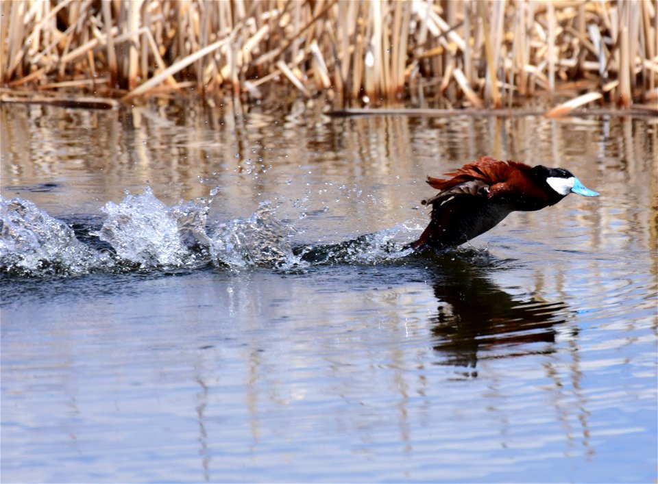 Ruddy duck at Seedskadee National Wildlife Refuge