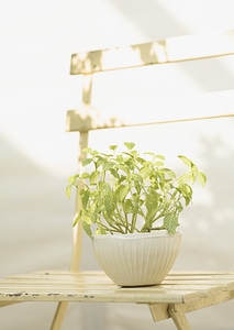 Mosaic plant (Fittonia verschaffeltii) on chair