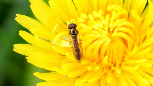 Matte Schwarzkopf-Schwebfliege (Melanostoma scalare) Männchen
