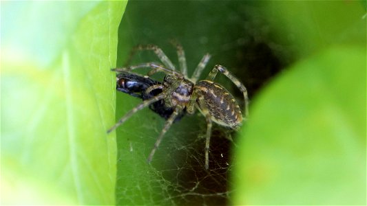 Allagelena gracilens mit Beute