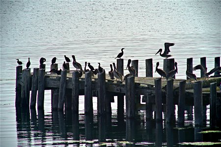 Pelican Poser