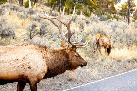 Bull elk crossing the road photo