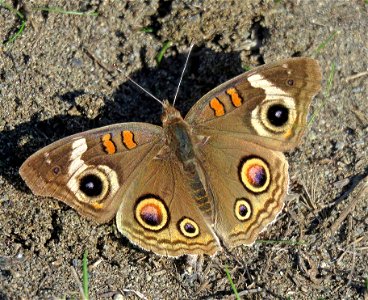 BUCKEYE, GREY (Junonia grisea) (10-14-2022) crescent city, del norte co, ca -01-T