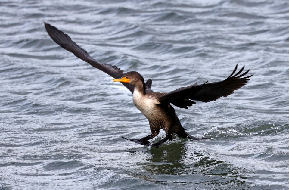 170 - DOUBLE-CRESTED CORMORANT (10-23-2021) crescent city harbor, del norte co, ca -02