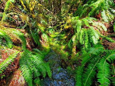 Ferns along Salmon River Trail, Mt. Hood National Forest photo