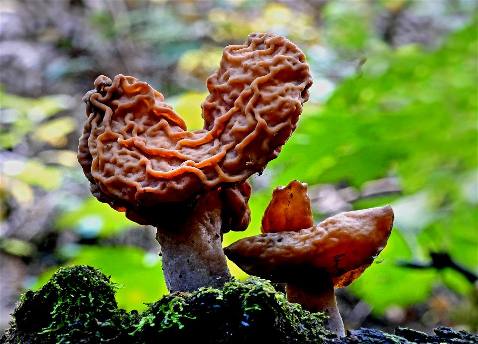Gyromitra esculenta. (false morel)