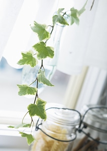 Image of the branch ivy in kitchen window