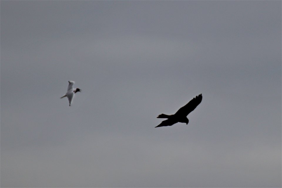 BHG Defends Airspace