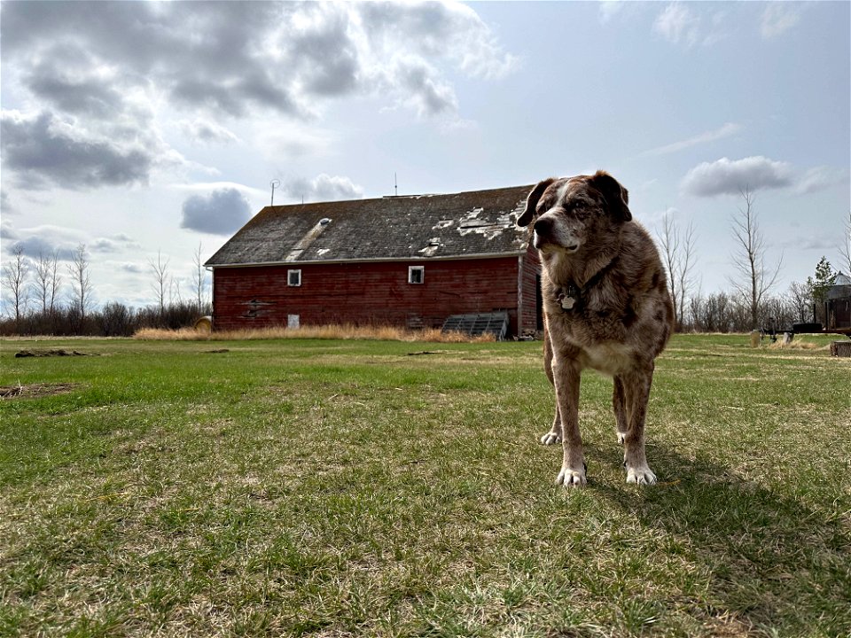 2023/265/127 Barn all Dog