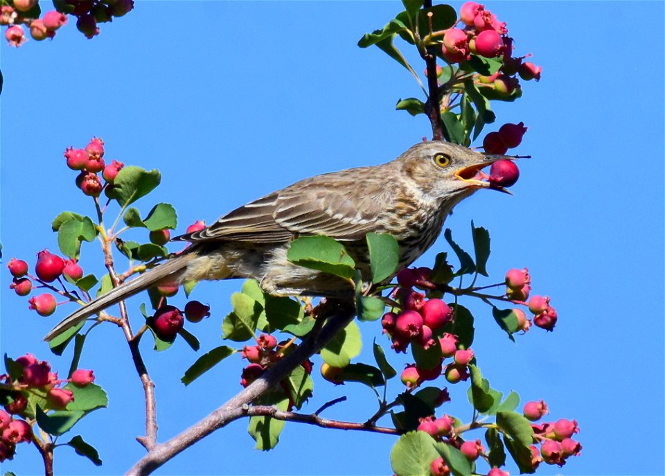 Sage thrasher at Seedskadee National Wildlife Refuge