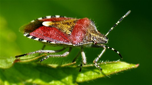 Dolycoris baccarum (Beerenwanze)