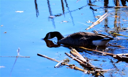 Canada Goose drinking out of pond photo