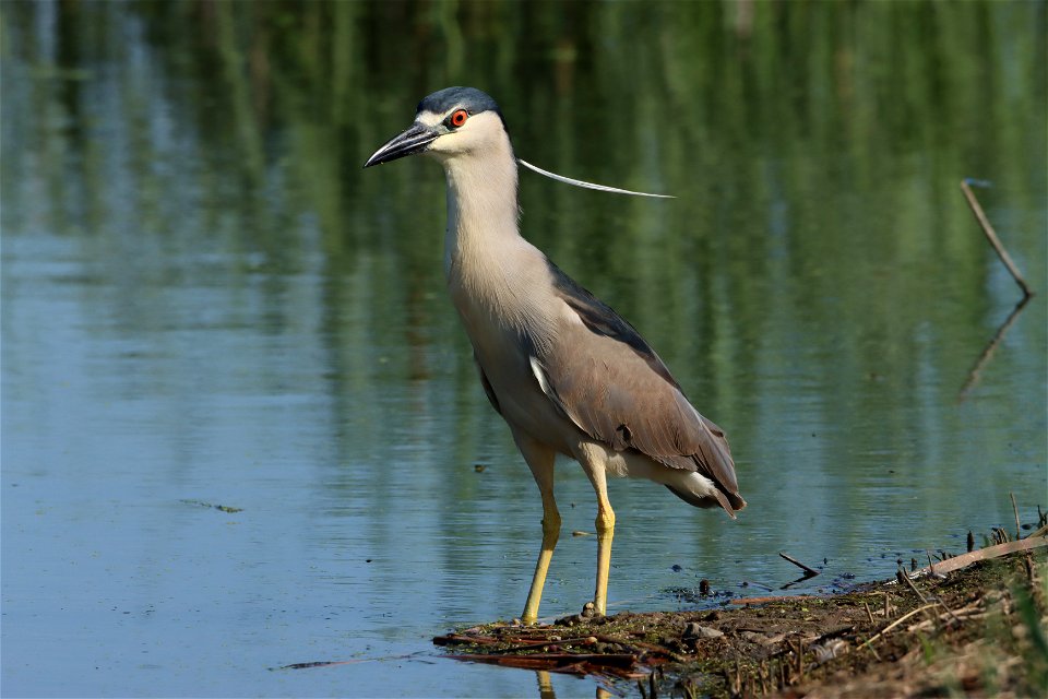 Black-crowned Night Heron Huron Wetland Management District South Dakota