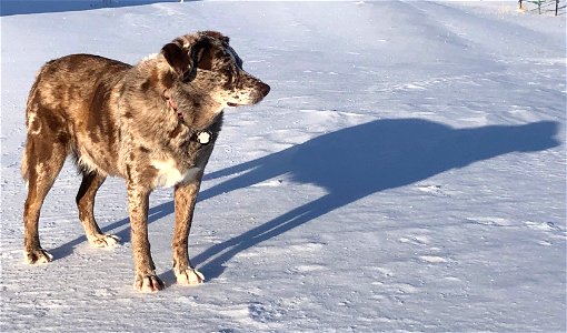 I Smell Snow... photo