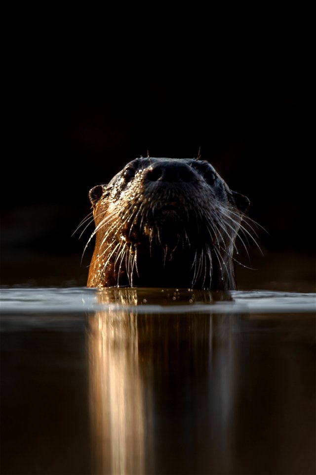 River otter