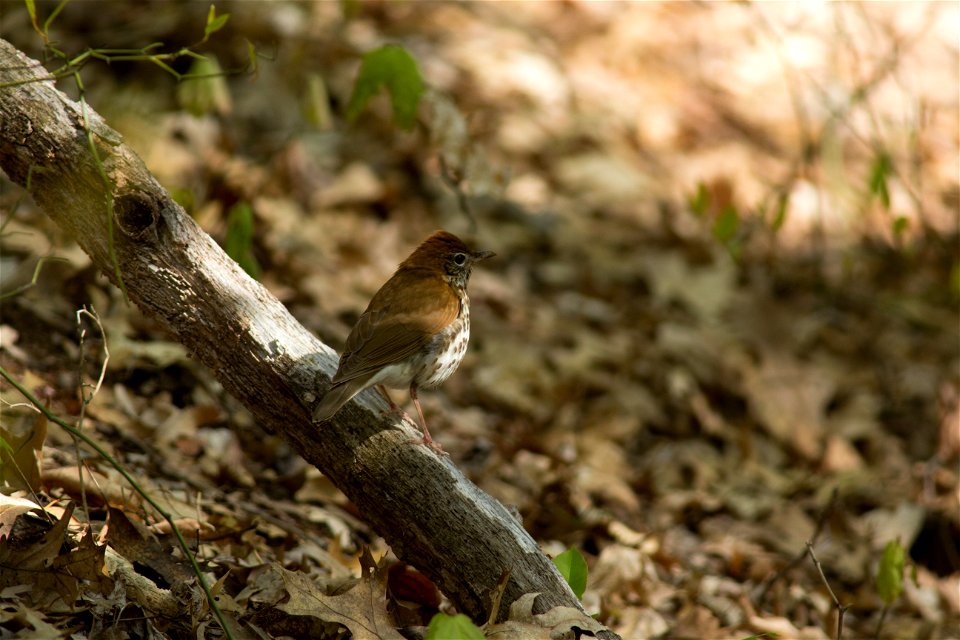 Wood Thrush photo