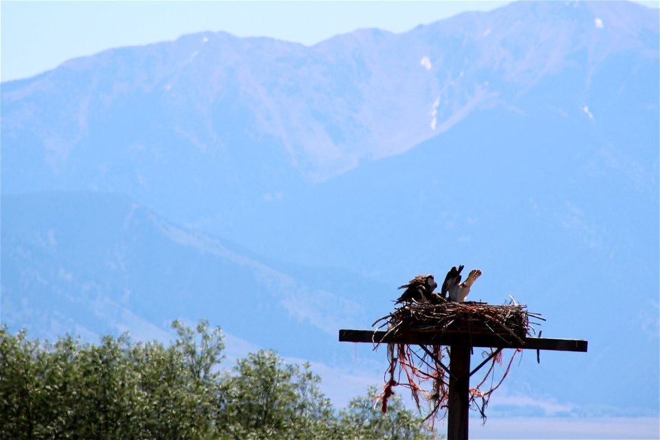 Osprey Nest at Ennis National Fish Hatchery photo