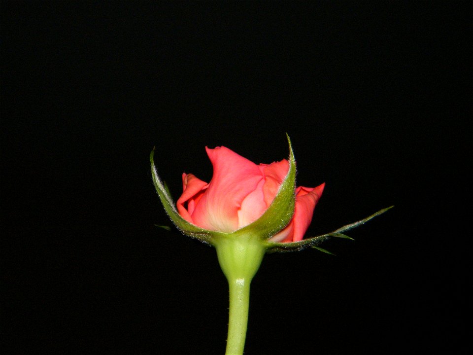 trandfmic_timelps2011_1109_072741