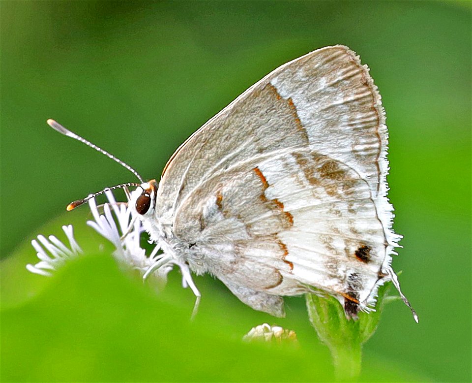 SCRUB-HAIRSTREAK, WHITE (Strymon albata) (01-09-2022) national butterfly center, hidalgo co, tx -03