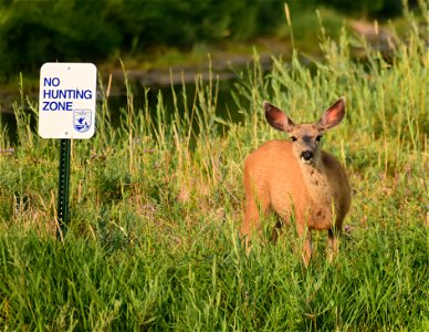 Mule deer at Seedskadee National Wildlife Refuge photo