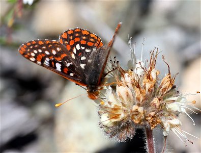 CHECKERSPOT, EDITH'S (Euphydryas editha) (05-15-2022) howell botanical drive, west end of days gulch bot area, josephine co, or (4)