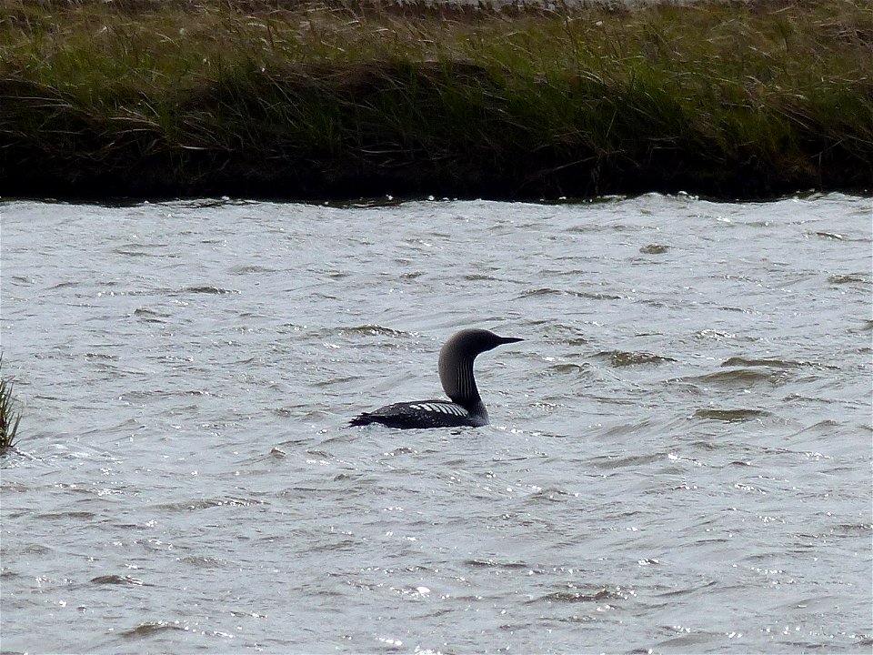 Pacific Loon photo