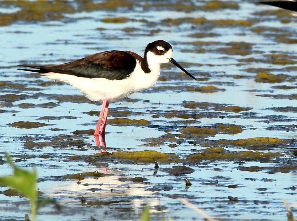 Black-Necked Stilt Huron Wetland Management District South Dakota