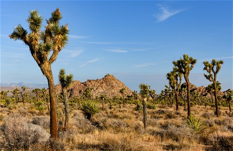 Joshua Tree (Yucca brevifolia)