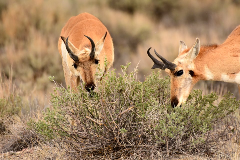 Pronghorn at Seedskadee National Wildlife Refuge