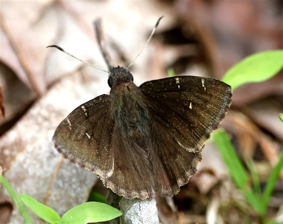 CLOUDYWING, NORTHERN (Thorybes pylades) (05-05-2023) cades cove, great smoky mt nat park, blount co, tn -01