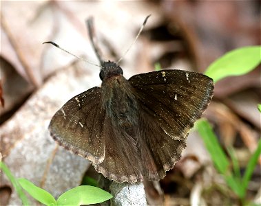 CLOUDYWING, NORTHERN (Thorybes pylades) (05-05-2023) cades cove, great smoky mt nat park, blount co, tn -01