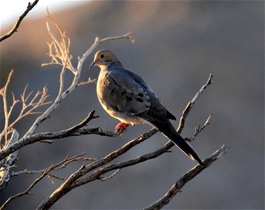 Mourning dove in Arizona