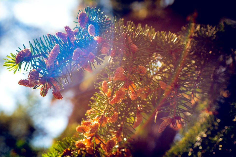 Young spruce / pine cones photo